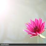 Lotus Çiçeği Efsanesi ve Az Bilinen 5 Özelliği
